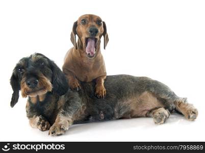 two dachshunds in front of white background