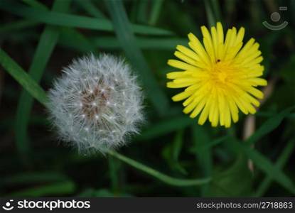 two dandelions in different stages of their life circles