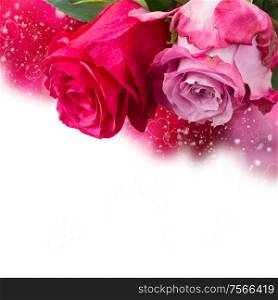 two dark and light pink rose flowers border on white background. two pink flowers close up