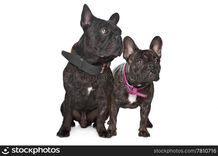 Two Dark brown French Bulldogs. Two Dark brown French Bulldogs in front of a white background