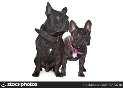 Two Dark brown French Bulldogs. Two Dark brown French Bulldogs in front of a white background