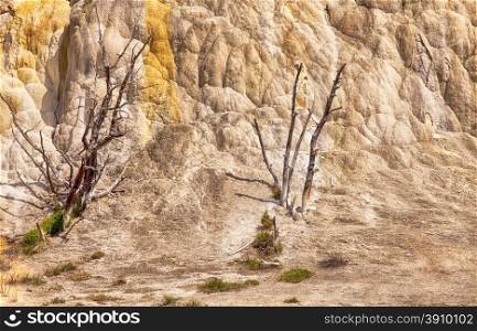 Two dead trees in front of a wall of calcium carbonate deposited from the Canary Hot Springs in the Mammoth Hot Springs area of Yellowstone National Parik. The minerals, deposited over years, have covered the base and root systems of the trees and starved them of water.
