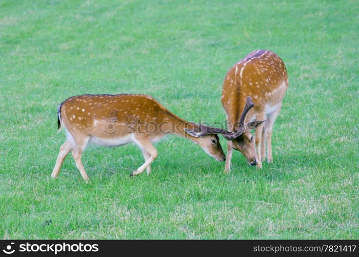 two deer on a green glade