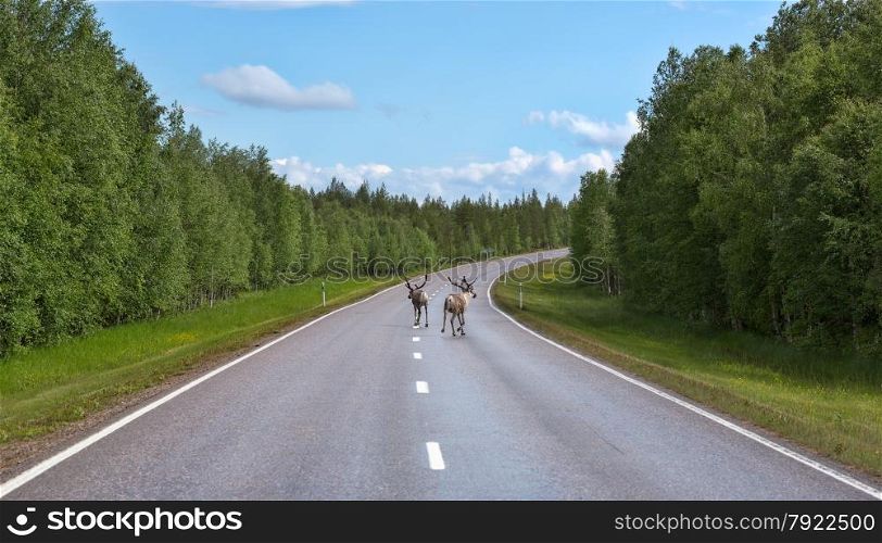 Two deer run on the road in northern Finland in the summer