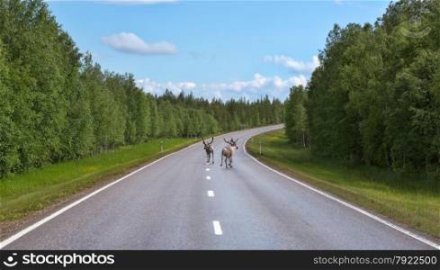 Two deer run on the road in northern Finland in the summer
