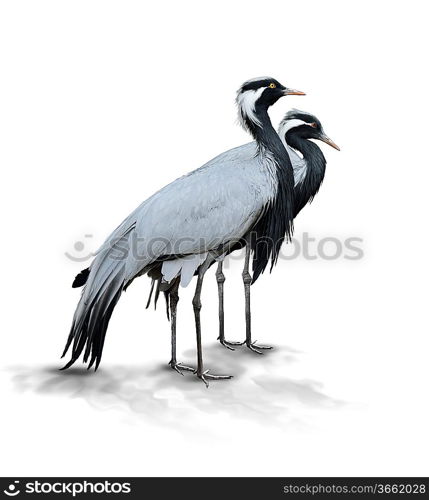 Two Demoiselle Crane Birds On White Background