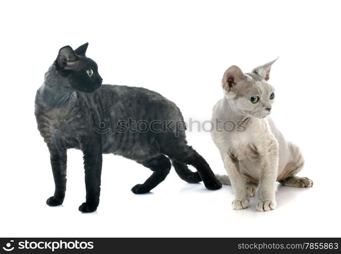 two devon rex cat in front of white background