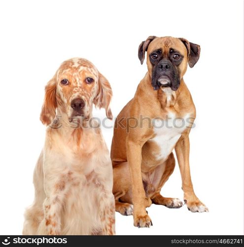 Two different breed dogs sitting on white background