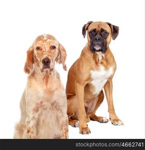 Two different breed dogs sitting on white background