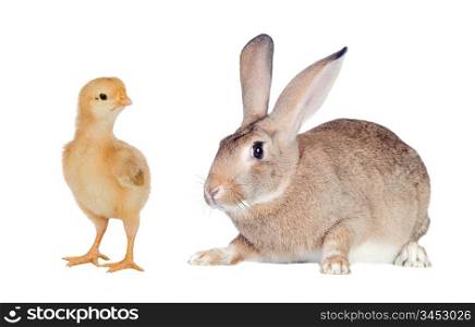 Two different farms animals isolated on white background
