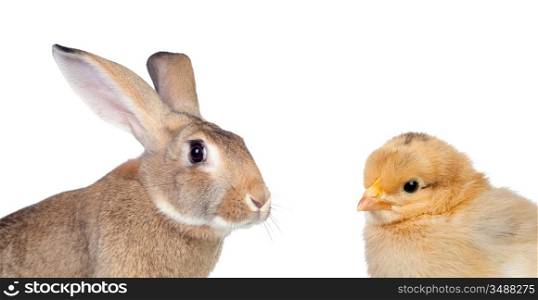 Two different farms animals isolated on white background