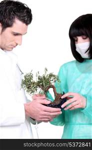 Two doctor with banzai tree