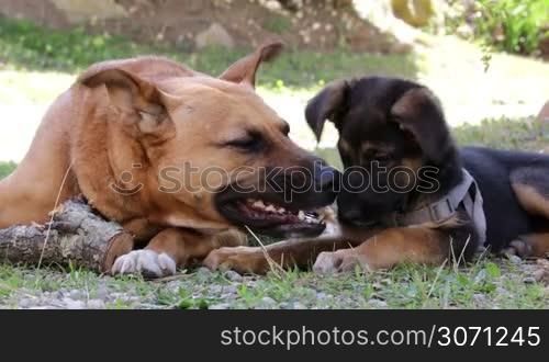 Two dog playing