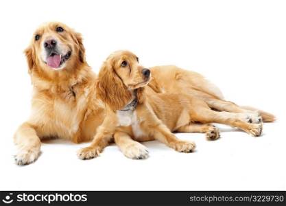 Two Dogs