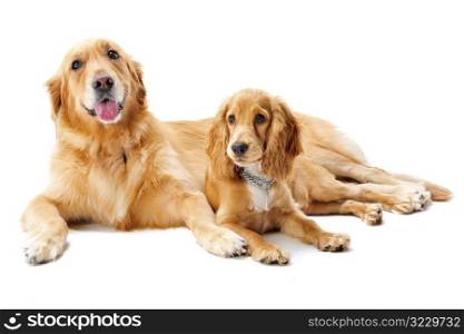 Two Dogs