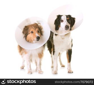 two dogs and protective collar in front of white background