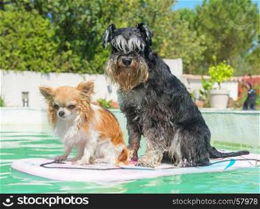 two dogs and swimming pool in summer