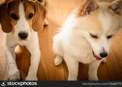 Two dogs beagle and spitz on the floor friends
