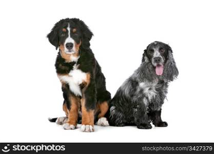 two dogs. Bernese Mountain dog puppy and a cocker spaniel in front of a white background