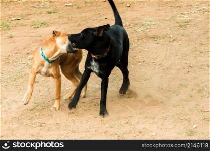 two dogs biting each other That is normal instinct. Same sex dogs are more likely to quarrel and bite each other.