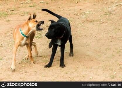 two dogs biting each other That is normal instinct. Same sex dogs are more likely to quarrel and bite each other.