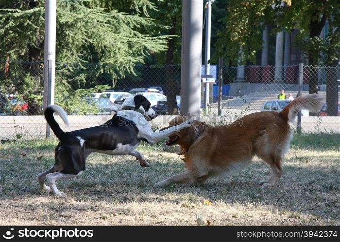 Two dogs enjoying game in dog park
