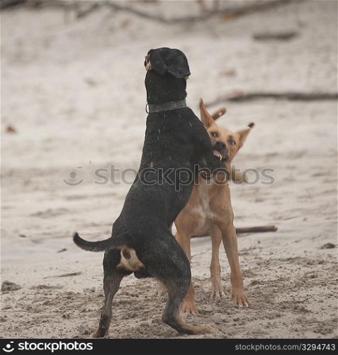 Two dogs fighting on the beach in Costa Rica