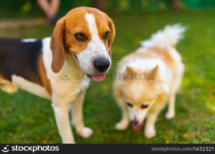 Two dogs green grass in garden. Beagle dog with pomeranian spitz klein. Two breeds. Beagle dog with pomeranian spitz on a green grass in garden. Background