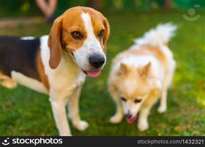 Two dogs green grass in garden. Beagle dog with pomeranian spitz klein. Two breeds. Beagle dog with pomeranian spitz on a green grass in garden. Background
