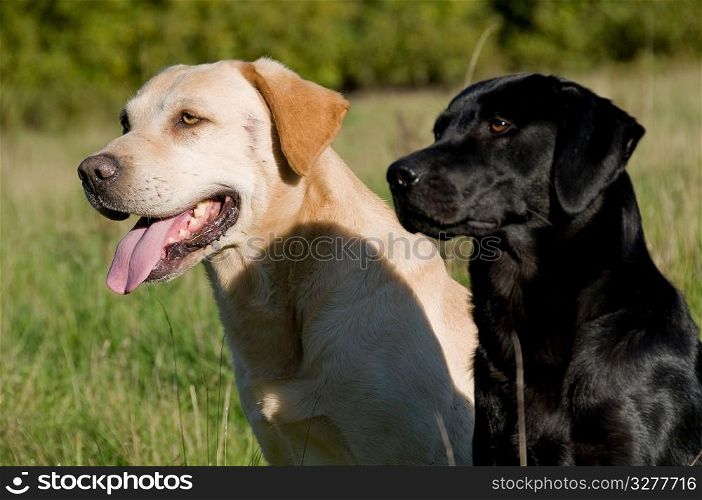 Two dogs in the countryside.