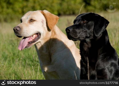 Two dogs in the countryside.