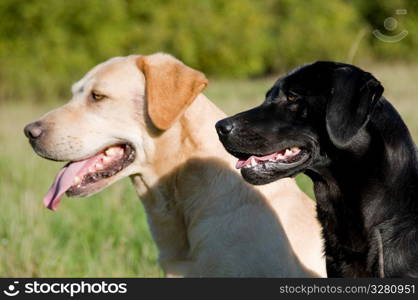 Two dogs in the countryside.