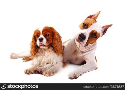 Two dogs isolated on white background