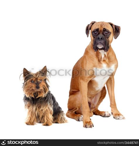 Two dogs of different breeds isolated on a white background