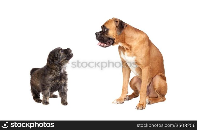 Two dogs of different breeds isolated on a white background