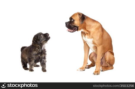 Two dogs of different breeds isolated on a white background