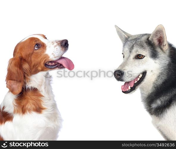 Two dogs of different breeds isolated on white background