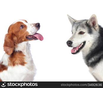 Two dogs of different breeds isolated on white background