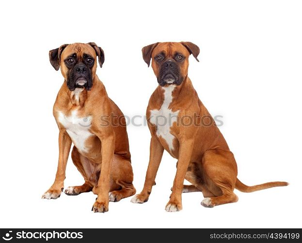 Two dogs of the same breed sitting on white background