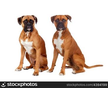 Two dogs of the same breed sitting on white background
