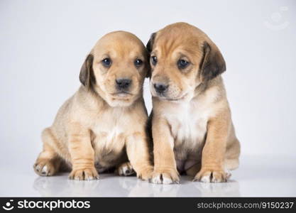 Two dogs  on a white background