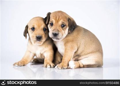 Two dogs  on a white background