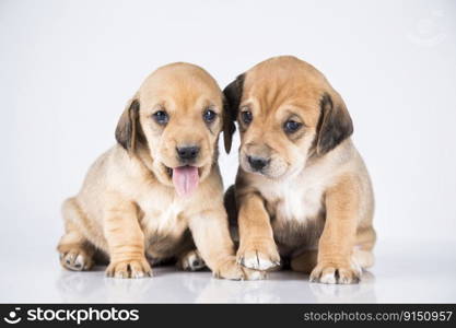 Two dogs  on a white background