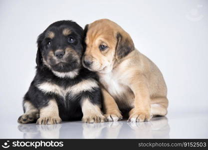 Two dogs  on a white background