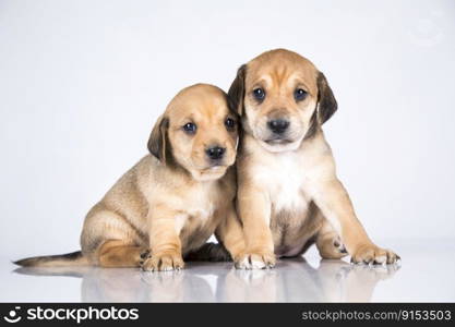 Two dogs  on a white background