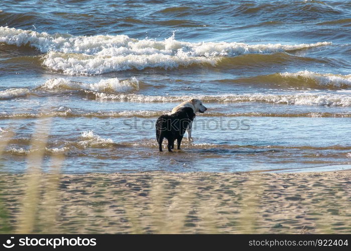 Two dogs - one black and and one white Labrador retriever playing in the seashore on warm sunny day