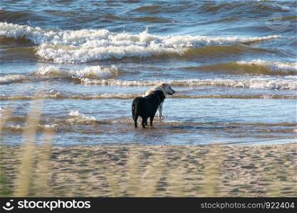 Two dogs - one black and and one white Labrador retriever playing in the seashore on warm sunny day
