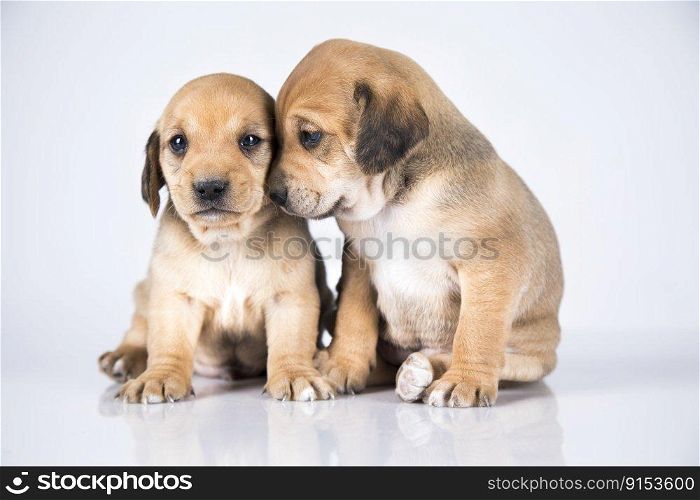 Two dogs, Pet, animals concept