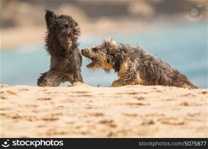 two dogs playing in the beach, fluffy dogs and sand