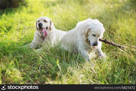 Two dogs playing in the green meadow